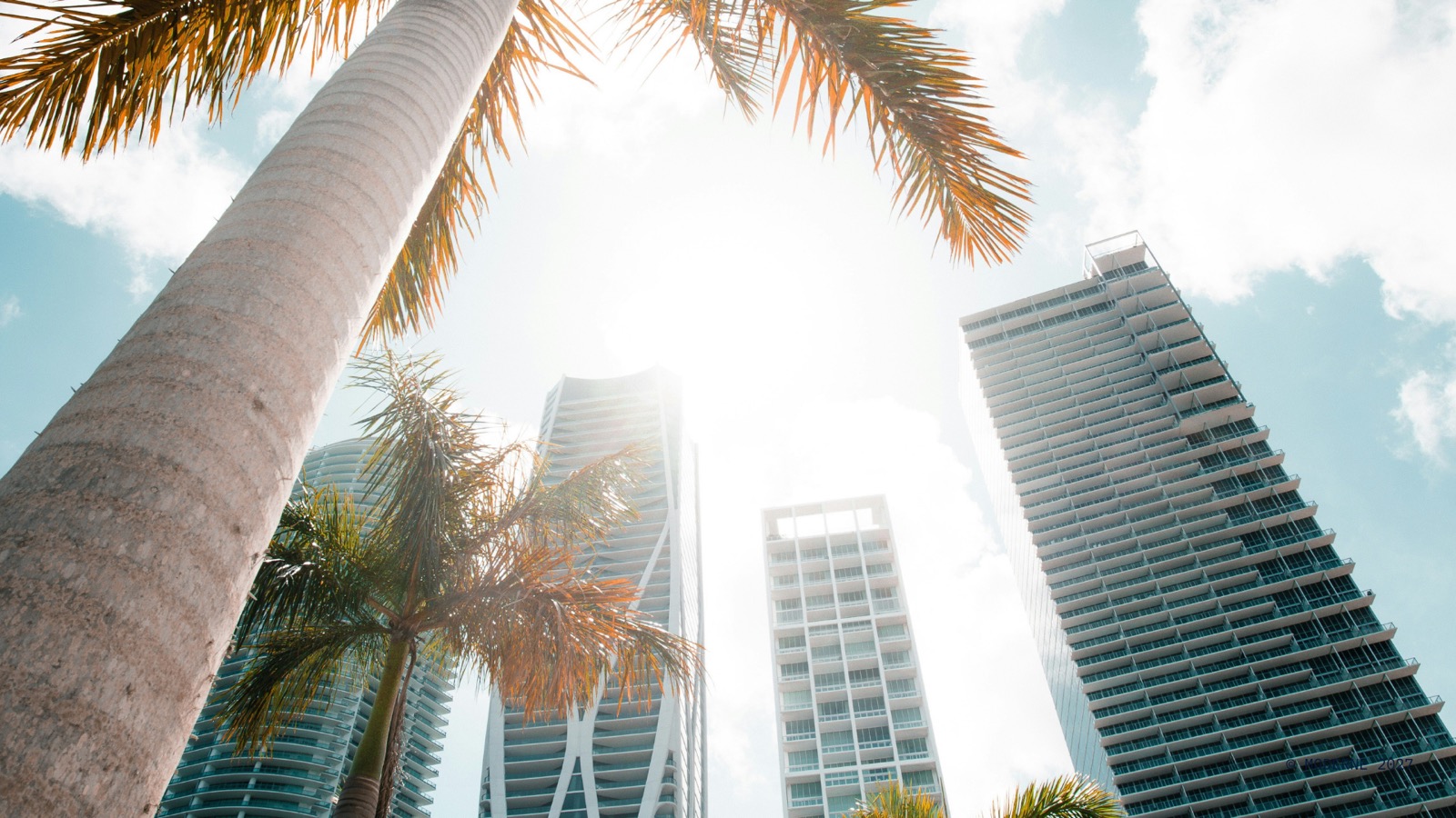 Miami towers and palms in natural daylight color