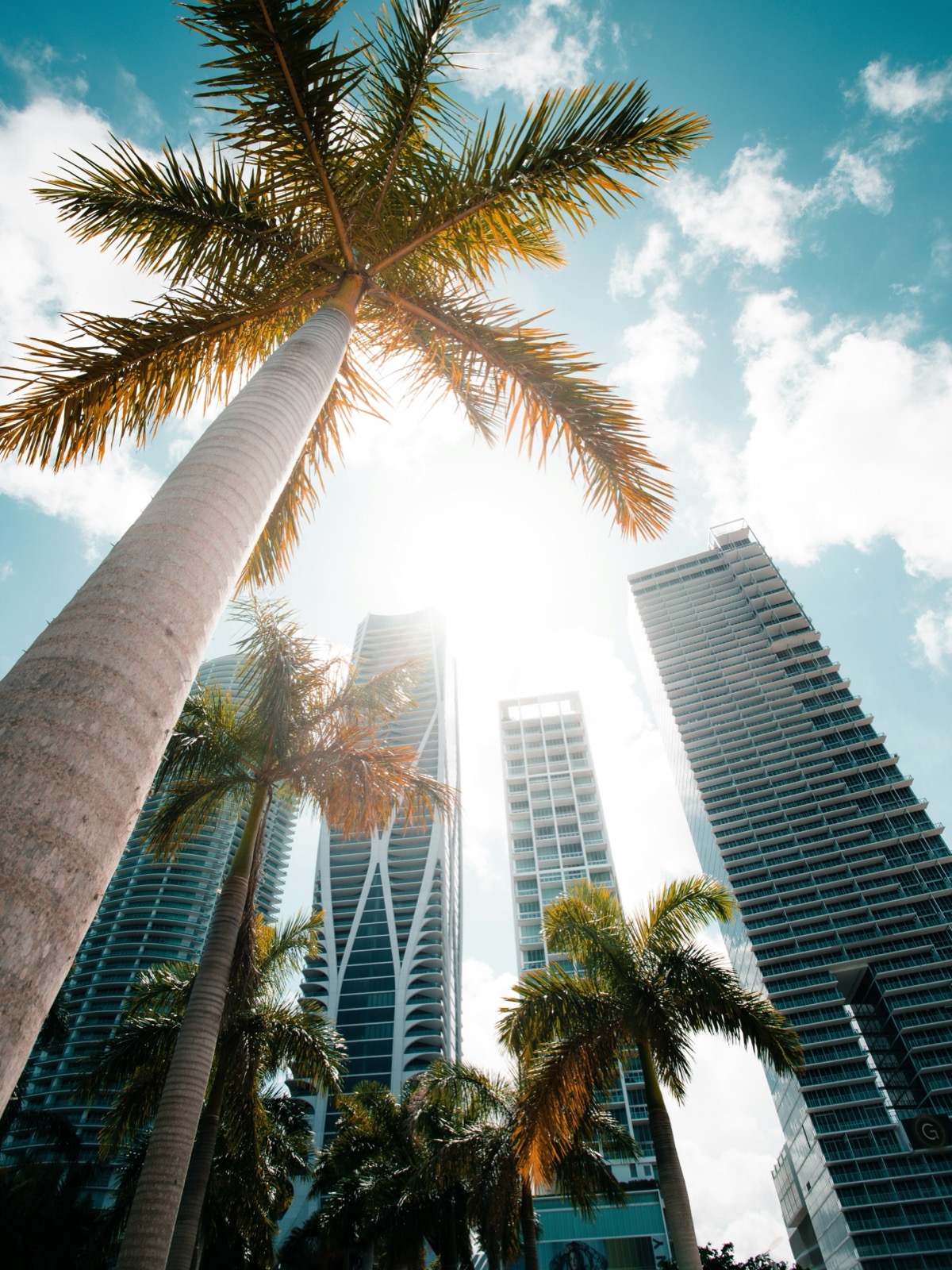 Miami skyline towers framed by palm trees