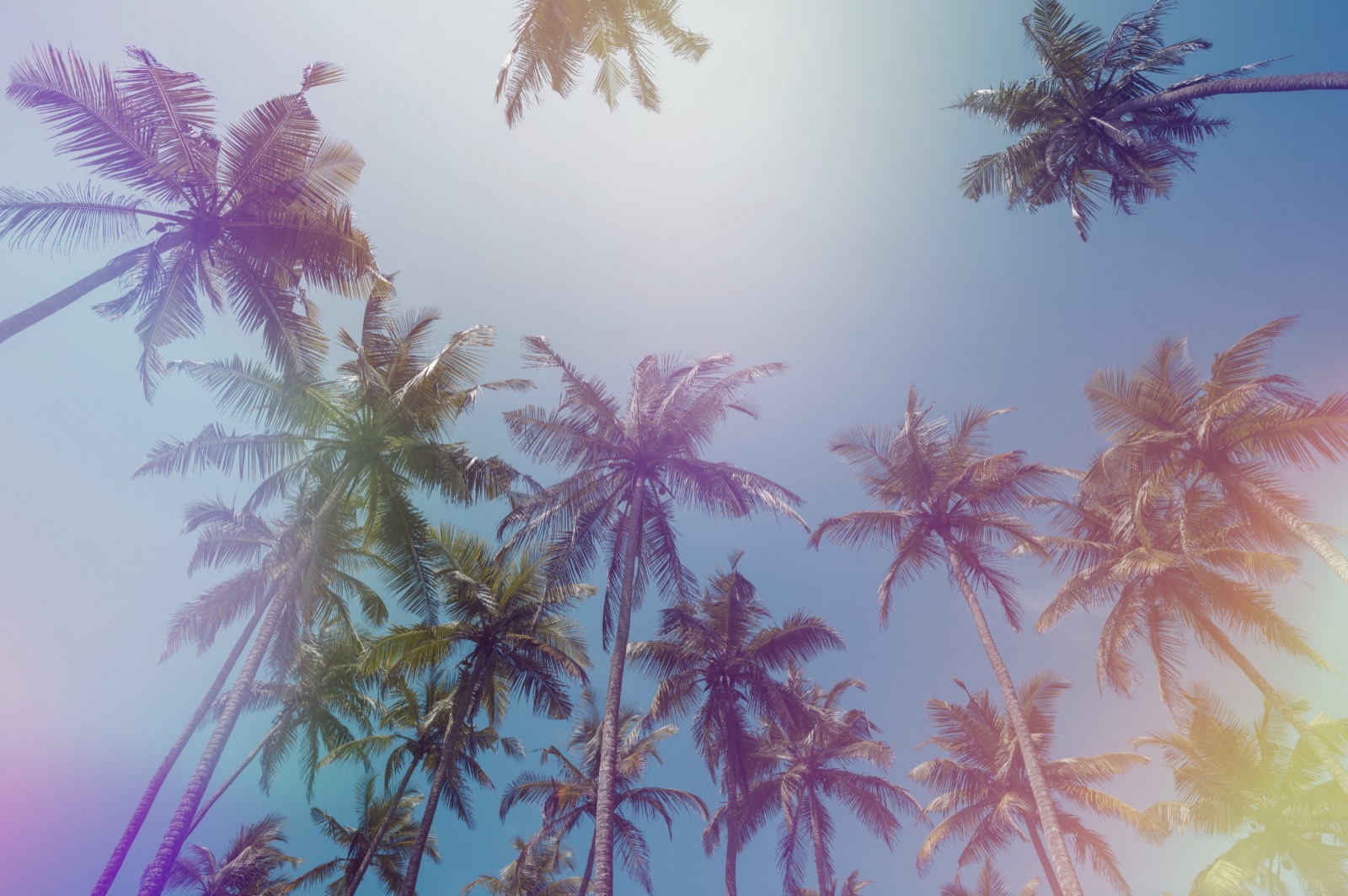 Tropical palms against a bright sky with a spectral-gradient wash
