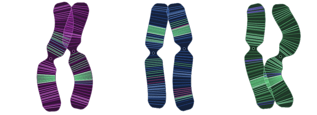 Code genome — banded chromosome pairs